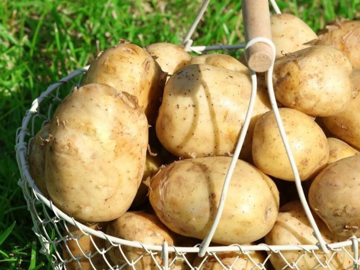 Сорт картофеля Ермак
