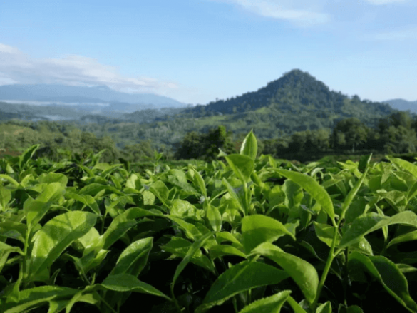 Tempat Menarik di Kundasang 2022 (Aktiviti Percutian Best)