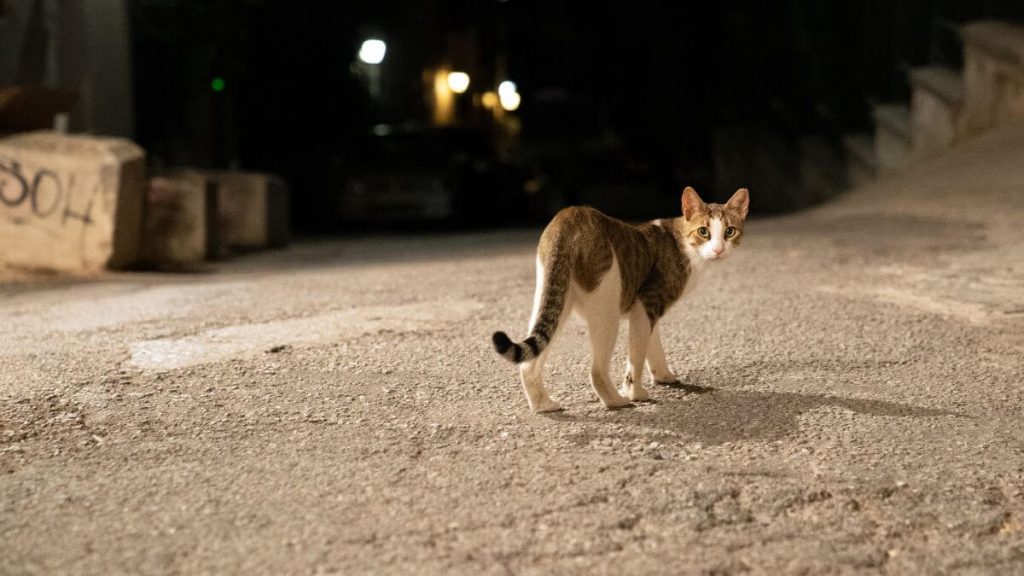 cara halau kucing nakal