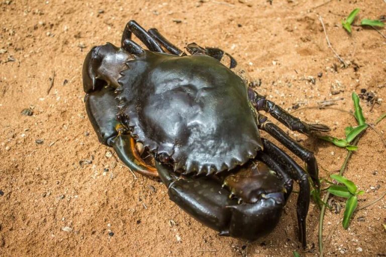 Eh, Ada Ketam Haram Dimakan? Kenali Jenis Ketam Yang Mungkin Orang Tak Tahu