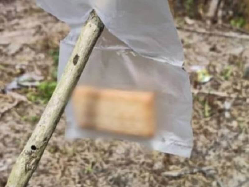 makan biskut beracun di kebun