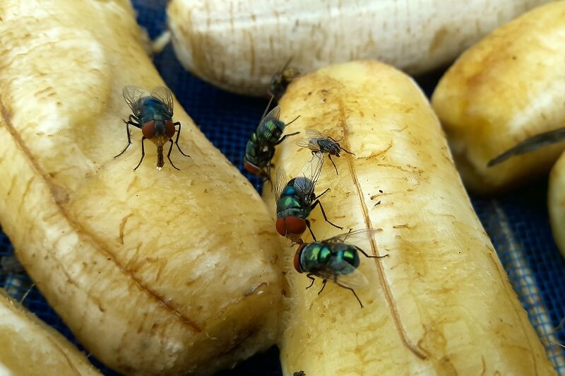 pisang tercemar kerana dihinggap lalat