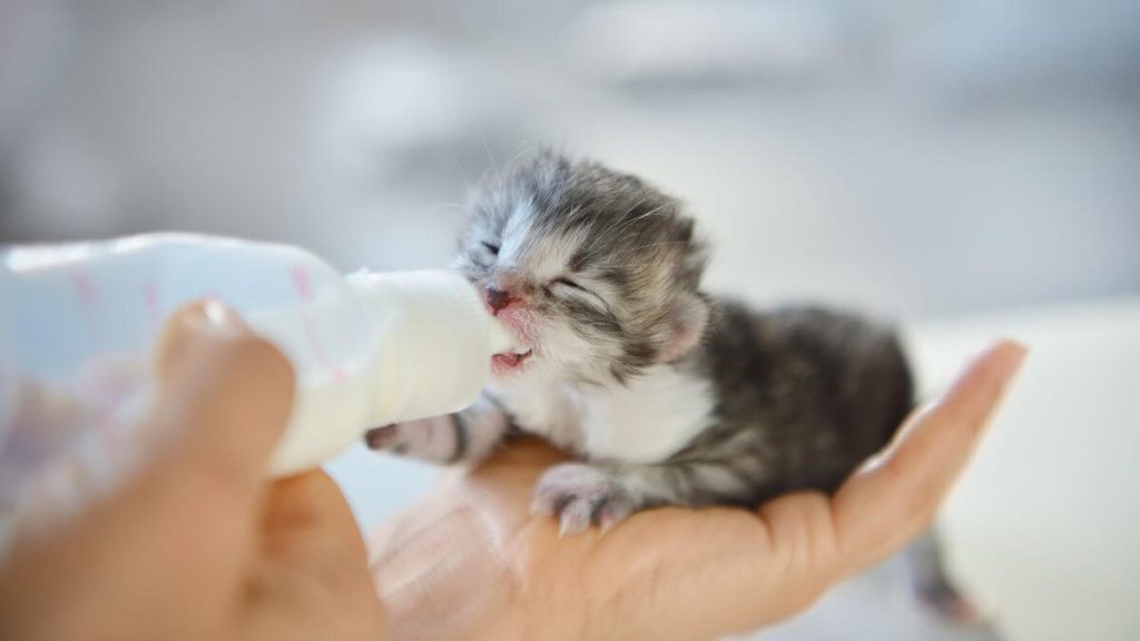 anak kucing minum susu