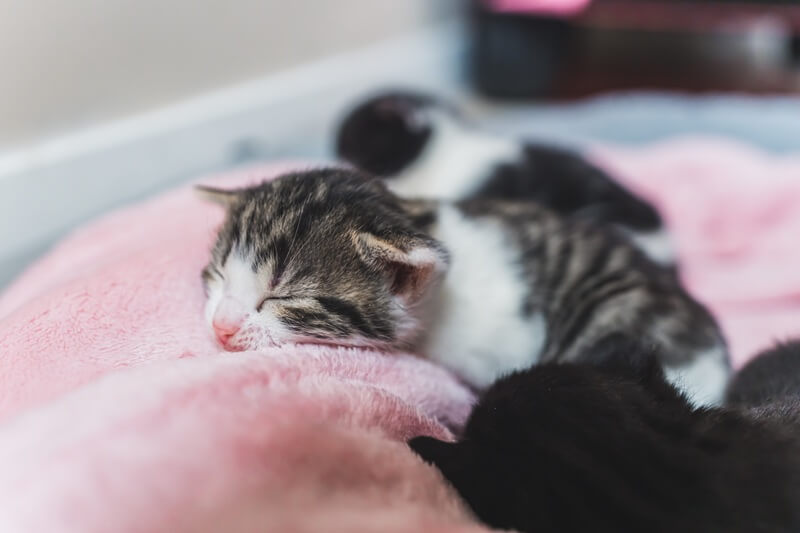 anak kucing tiga ekor sedang tidur